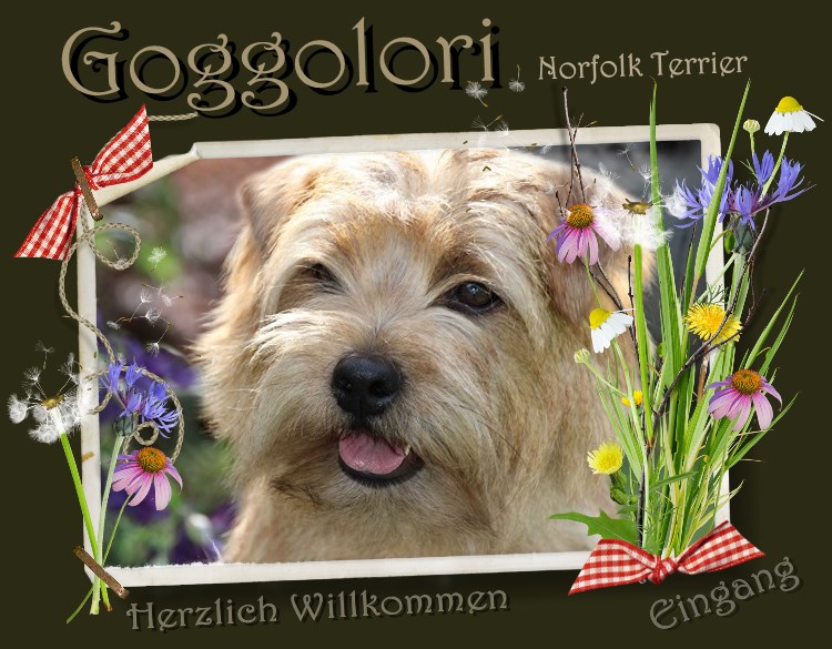 1Herzlich Willkommen bei den Goggolori Norfolk Terriern in Bayern